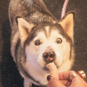 🦴 Snacks Liofilizados