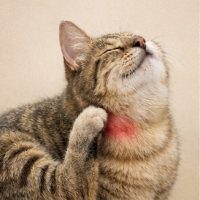 7318E948-2BE9-4DFD-B36C-6766C1F2B16C